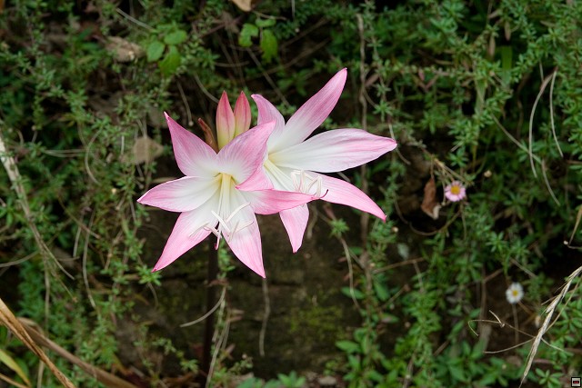 img00061.jpg